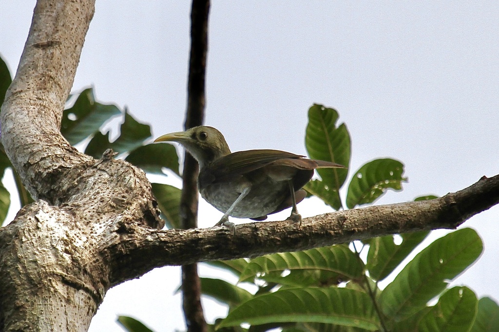 Makira Honeyeater (Meliarchus sclateri) photo