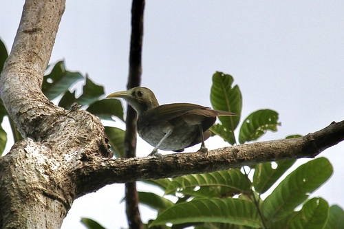 Makira Honeyeater (Meliarchus sclateri)