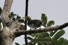 Meliarchus sclateri
