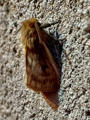 Cossoidea