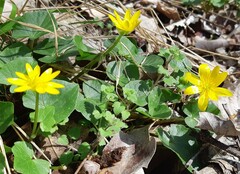 Ficaria verna