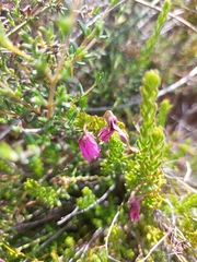 Tetratheca confertifolia