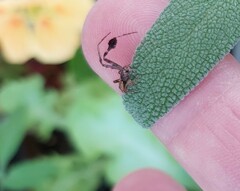 Stephanopis barbipes