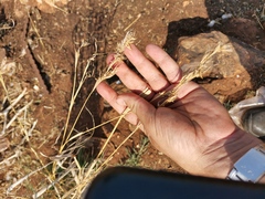 Cymbopogon nardus