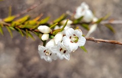 Epacris obtusifolia