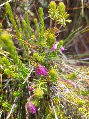 Tetratheca confertifolia