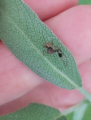 Stephanopis barbipes