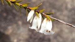 Epacris obtusifolia