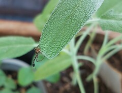 Stephanopis barbipes