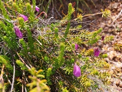Tetratheca confertifolia