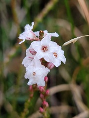 Epacris microphylla