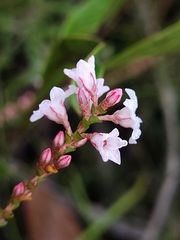 Epacris microphylla
