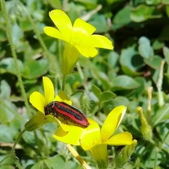 Astylus quadrilineatus