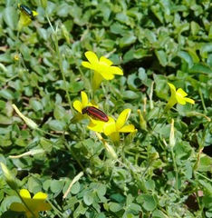 Astylus quadrilineatus