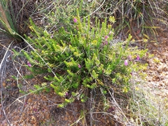 Tetratheca confertifolia
