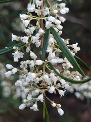 Logania albiflora