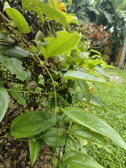 Smilax ocreata