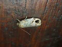Tortricoidea