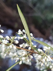 Logania albiflora