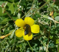 Astylus quadrilineatus