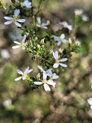 Olearia microphylla