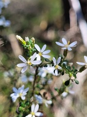 Olearia microphylla