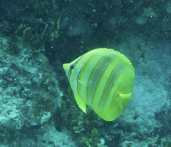 Chaetodon rainfordi