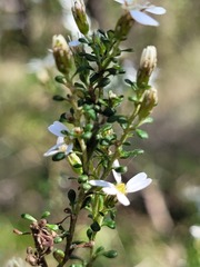 Olearia microphylla