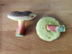 Xerocomellus cisalpinus