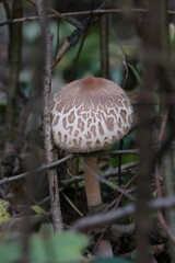 Chlorophyllum rhacodes