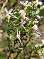 Olearia microphylla