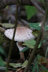 Chlorophyllum rhacodes