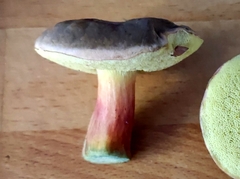 Xerocomellus cisalpinus