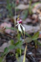 Caladenia