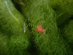 Polycera parvula