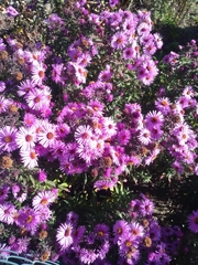 Symphyotrichum novae-angliae