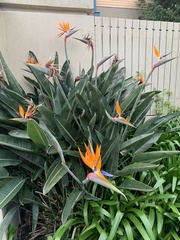 Strelitzia
