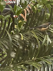 Acanthorhynchus tenuirostris