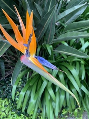 Strelitzia