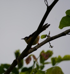 Prinia socialis