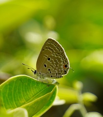 Luthrodes pandava