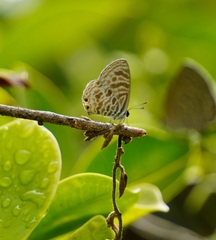 Leptotes plinius