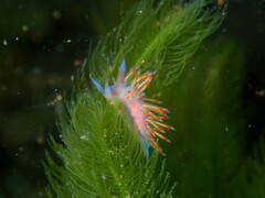 Coryphellina poenicia