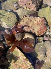Steromphala cineraria