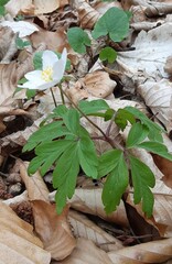 Anemonoides nemorosa