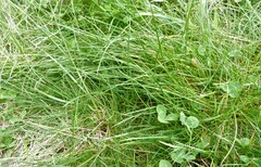 Festuca rubra