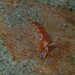 Tularia bractea - Photo (c) Nick Shaw, μερικά δικαιώματα διατηρούνται (CC BY-NC), uploaded by Nick Shaw