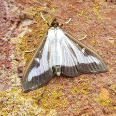 Cydalima perspectalis