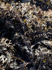 Fucus serratus