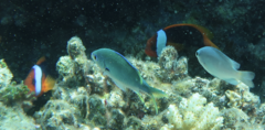 Amphiprion melanopus